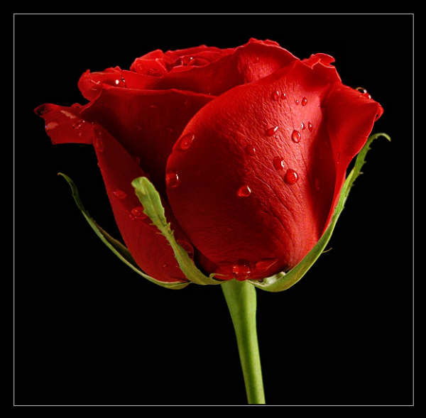 Галина Галина