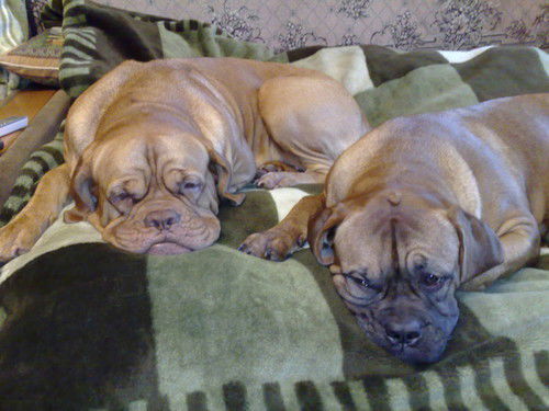 Алексей Плеханов