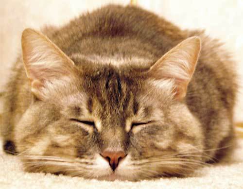 Анна Орлова