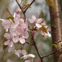 Лариса Ананенко