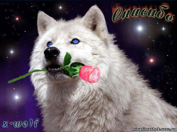 Дмитрий Анатольевич