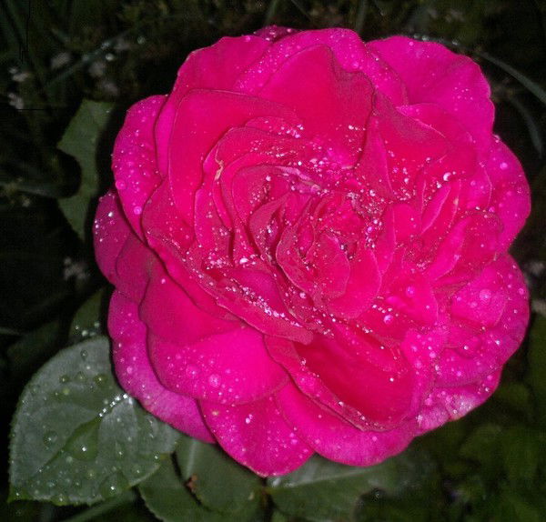 Людмила Монастырева