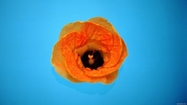 Надя Сивогло