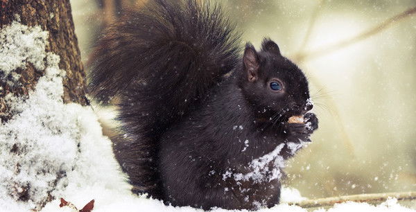 Ольга Шурхно