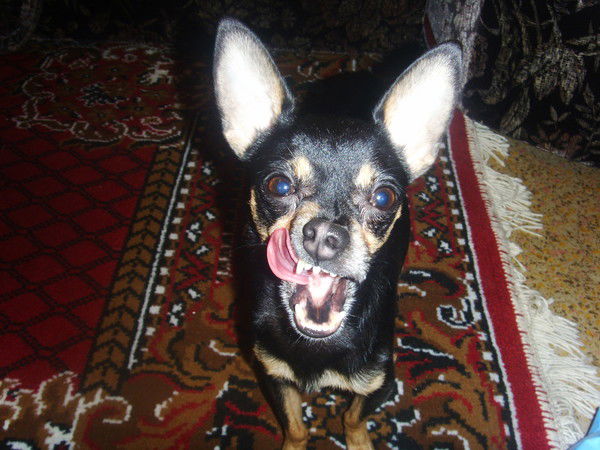 Светлана Репина