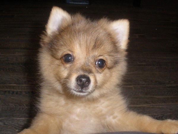 Иван Шерстобоев