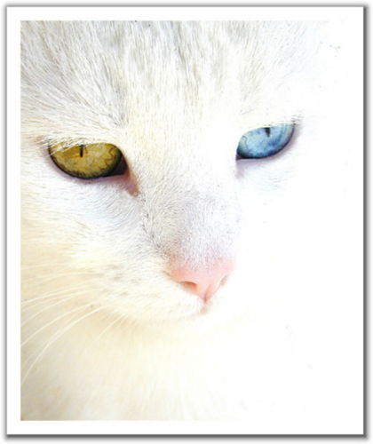 Неизвестно Неизвестно