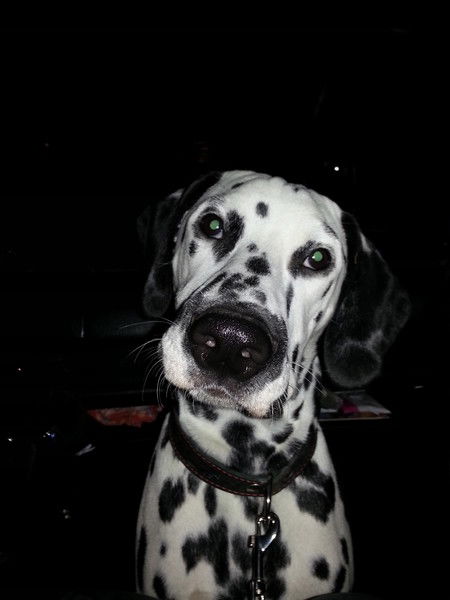 Елена Быкова(Василенко)