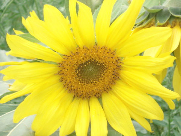 Мария Ступень