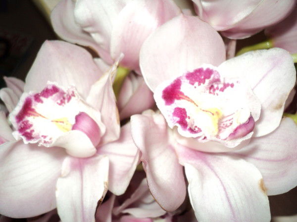 Светлана Мороз