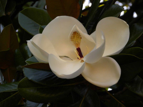 Тамара Ушакова