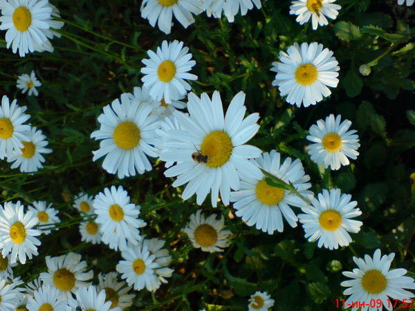 Марина Григорьева