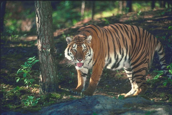 Лилия Шигапова