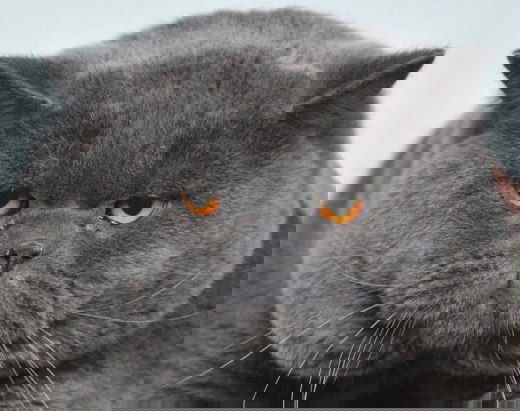 Аыаыаыа Кокосы