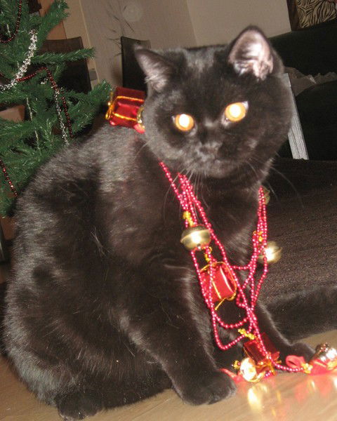 Яна Леvшина