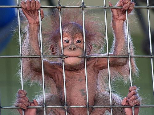 Анатолий Кушниров