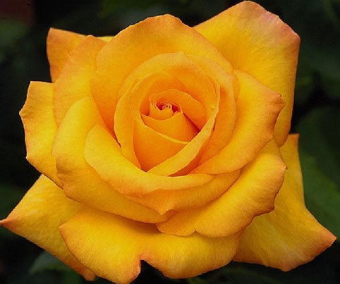 Елена Климович