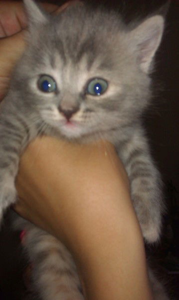 Татьяна Голикова