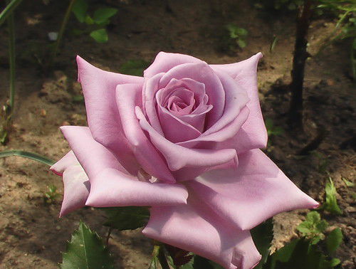 Марина Трофимова