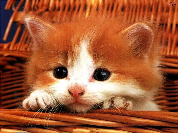 Анна Гусева