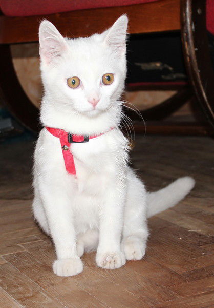 Елена Гусарова