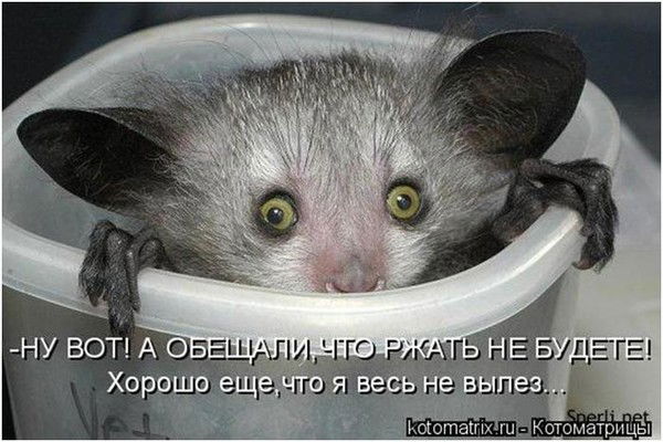 Санек Черников