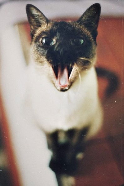 Диана Холод