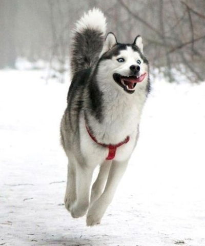 Стас Левтеров