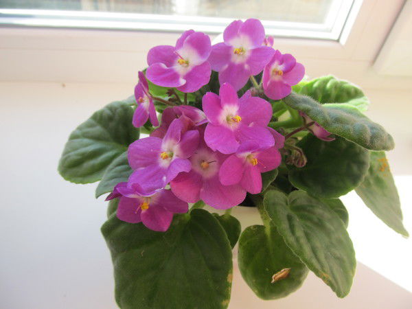 Настя Безбородова