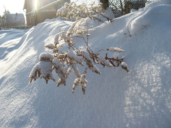 Иван Иванов