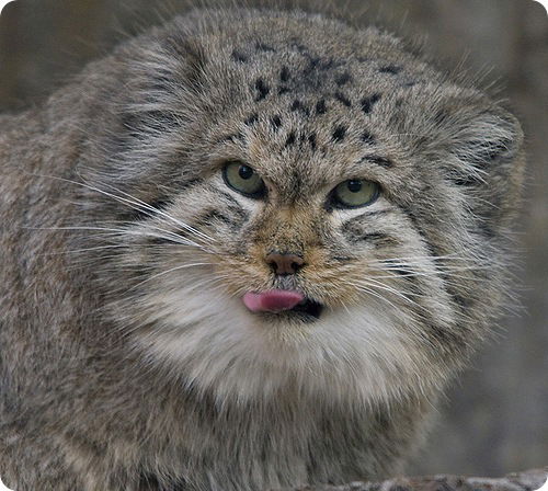 Андрей Андрей