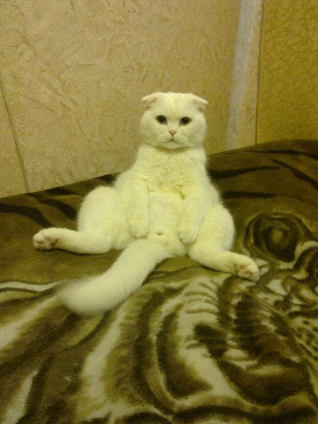 Вячеслав Курзаков