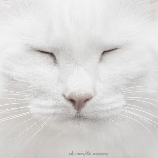 Клео Де Нил