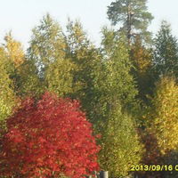 Лена Кольцова