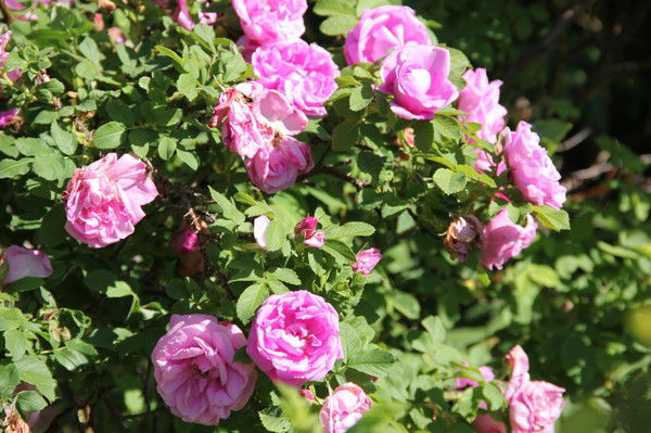 Галина Погорелова