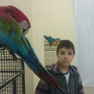 Тимур Шафиев