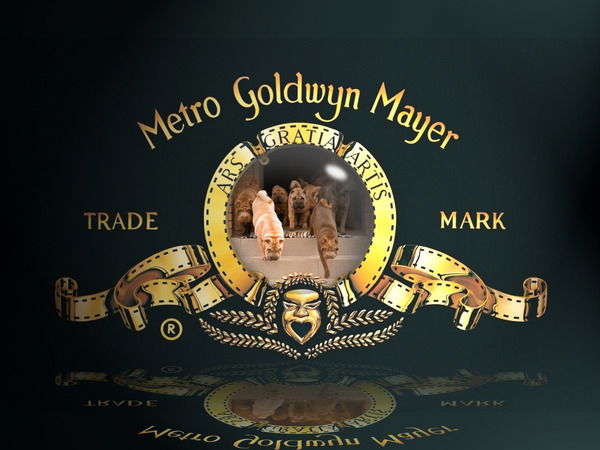 Юлия Левашова