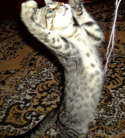 Саша Петров