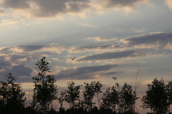 Елена Хурсан