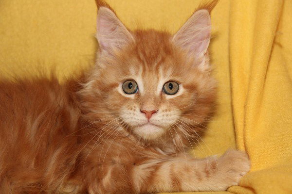 Надежда Томилова