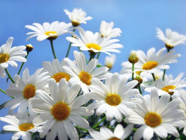 Маргарита Вильмс