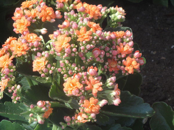 Галина Галина