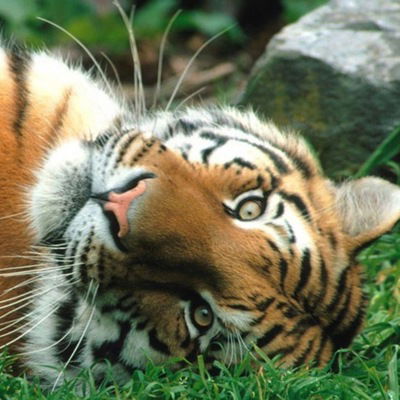 Дарина Суворова