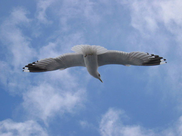 Дарья Ряпусова