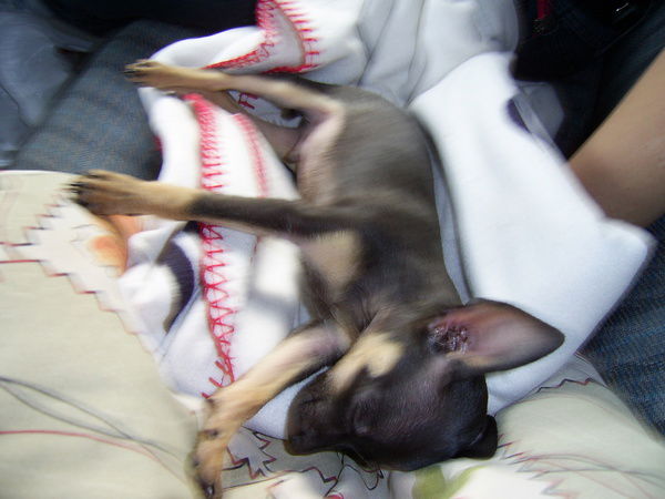 Алексей Шаманаев