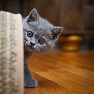 Анастасия Садовникова