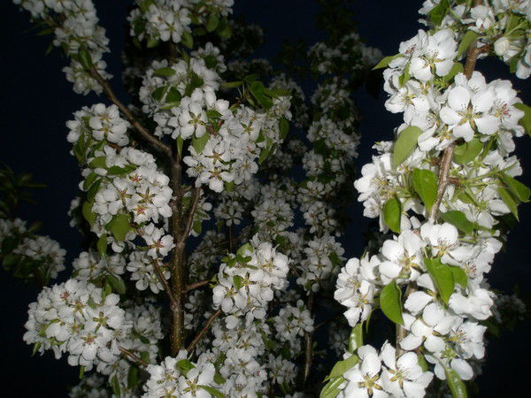 ??????????????? ??????????????