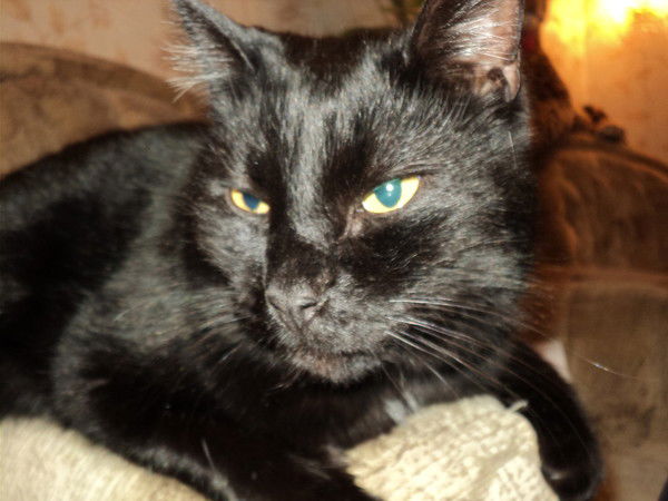 Геннадий Горошкин