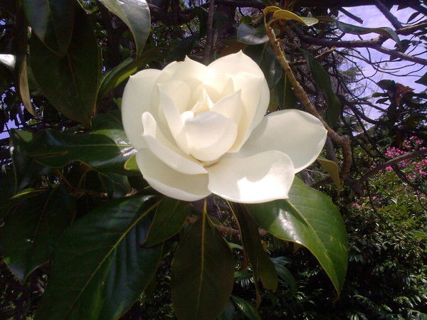 Людмила Назаренко