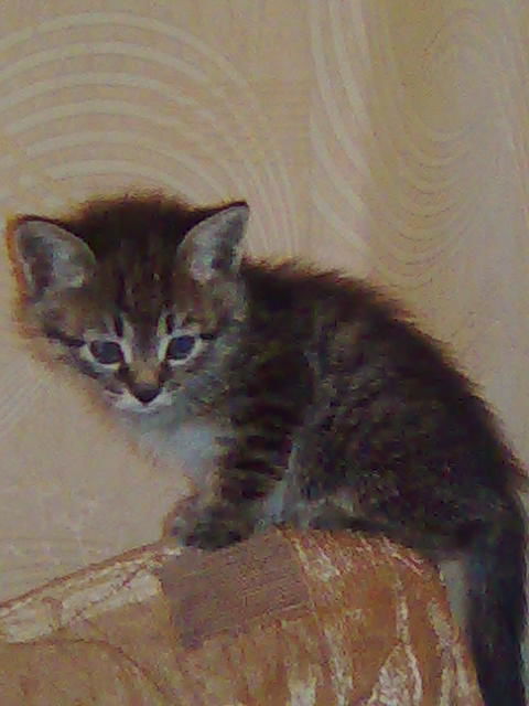 Ольга Ильина